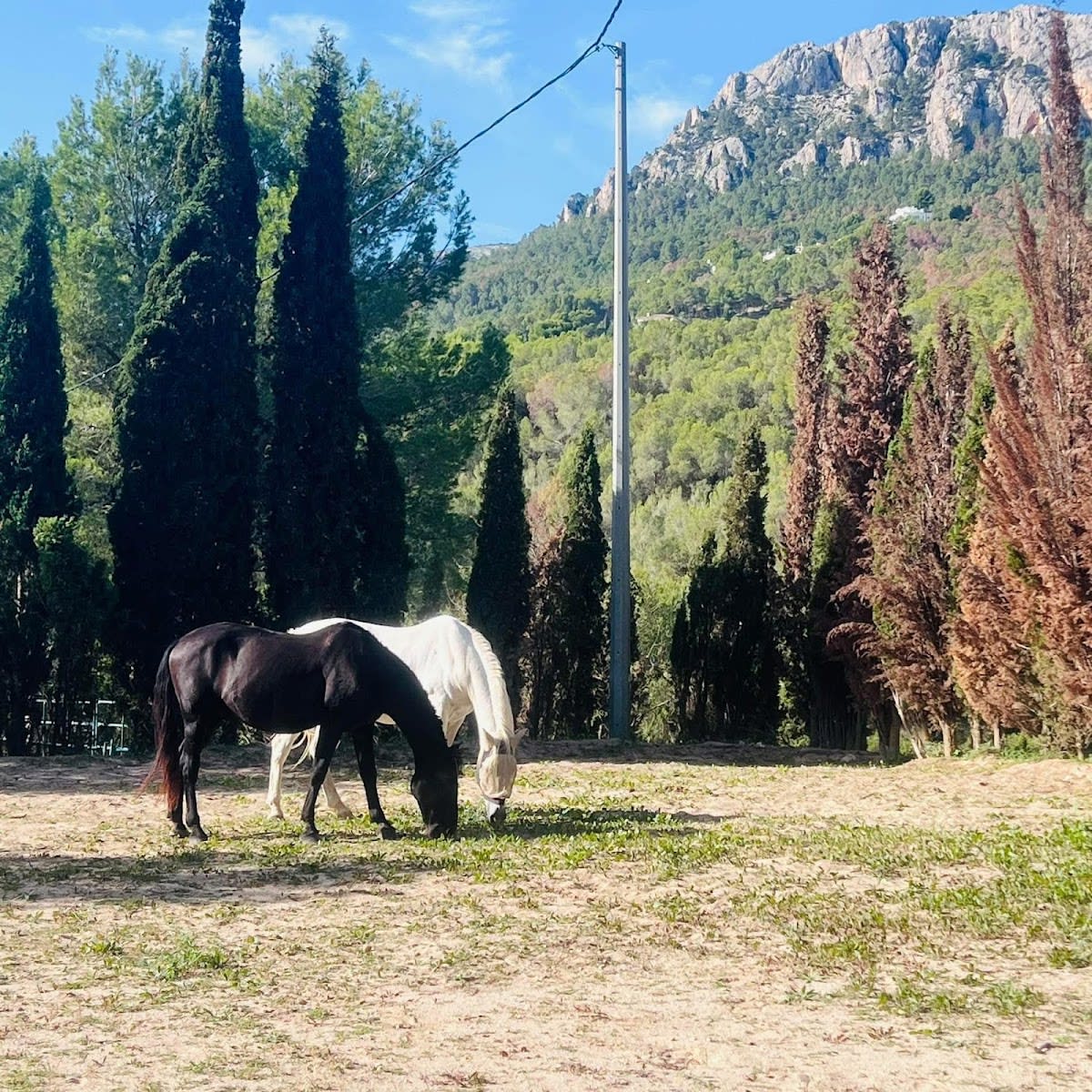 Fantasy Farm Events - Pony Parties / Paradise Stables Livery & Trails - Hipica in Calp