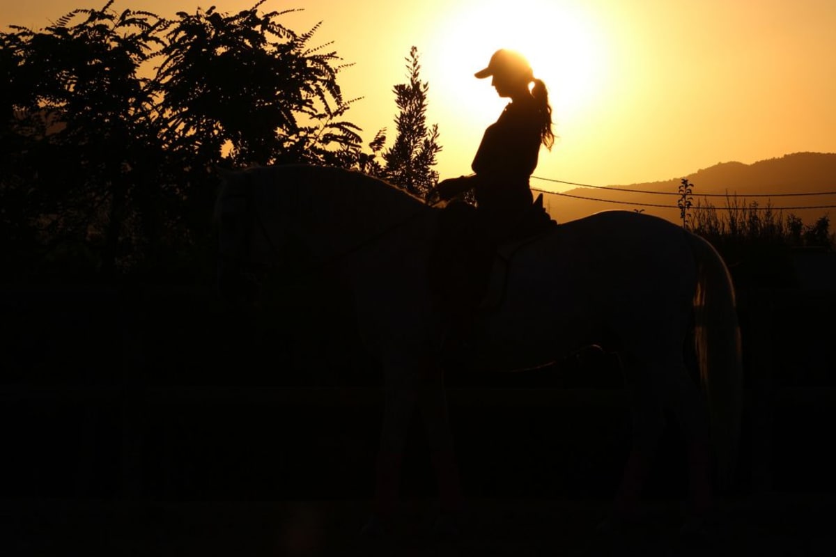 Marketing Ecuestre - Hipica in Alicante (Alacant)