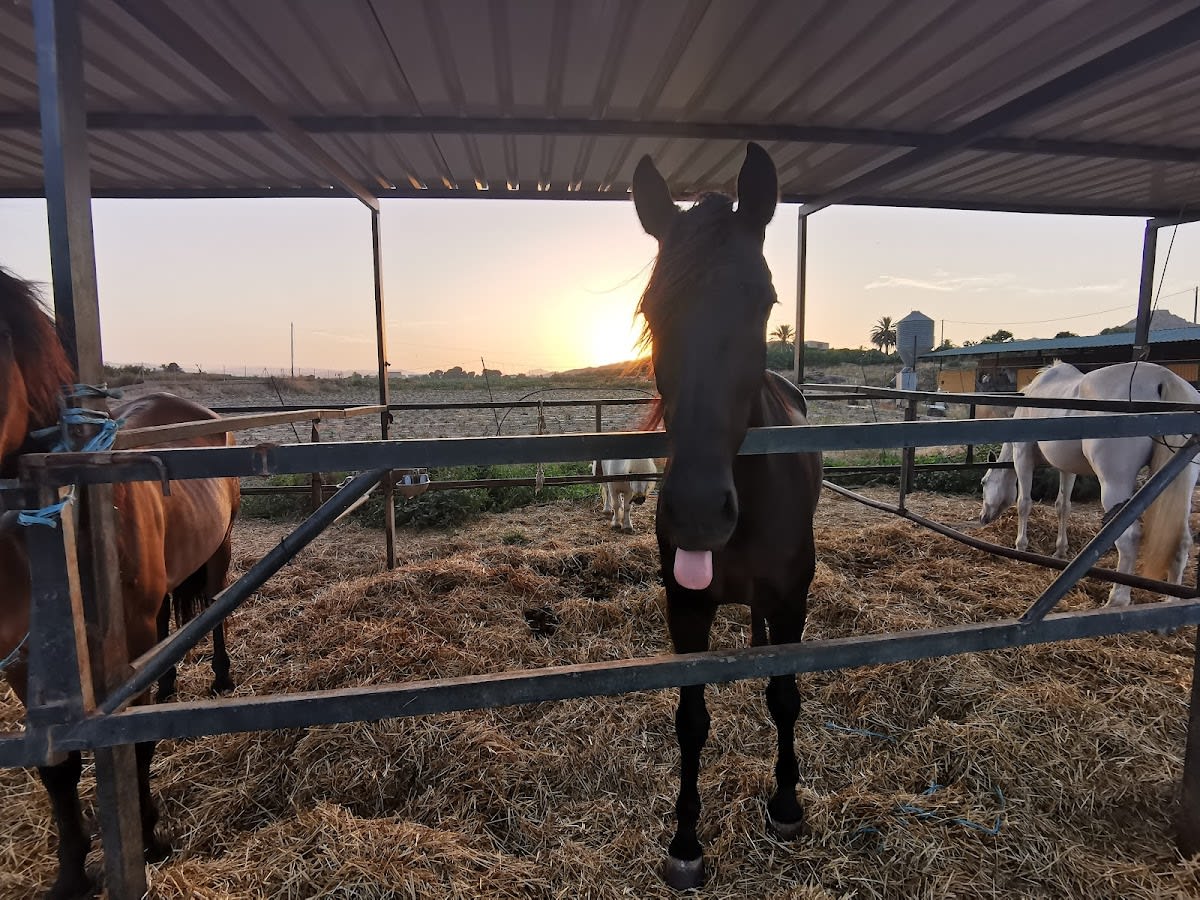 Club Hípico Moralico - Hipica in Vera