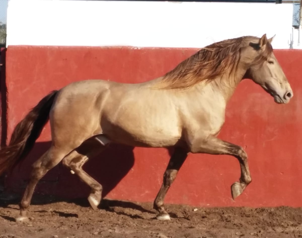 Ganadería Javier Larrosa - Hipica in Alicante