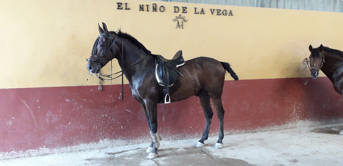 Centro Hipico El Niño de la Vega - Hipica in El Ejido