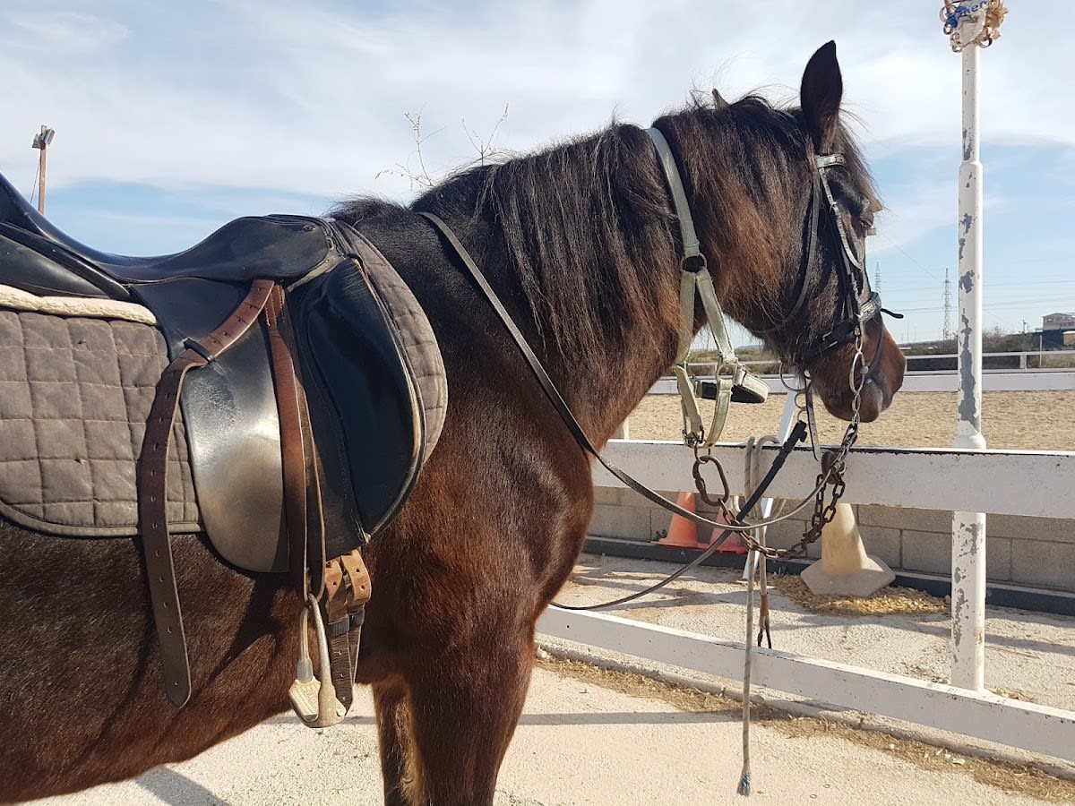 Hipica el albero - Hipica in Cañada del Fenollar