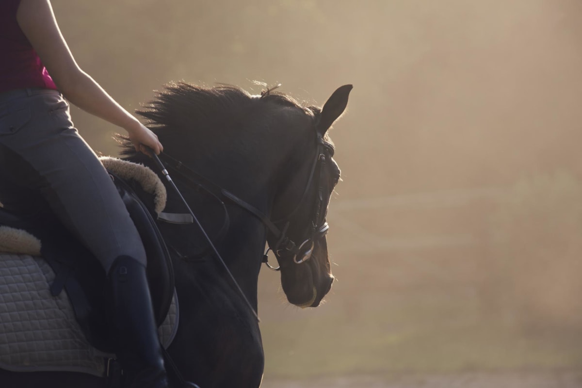 Yeguada Rito - Hipica in Granada