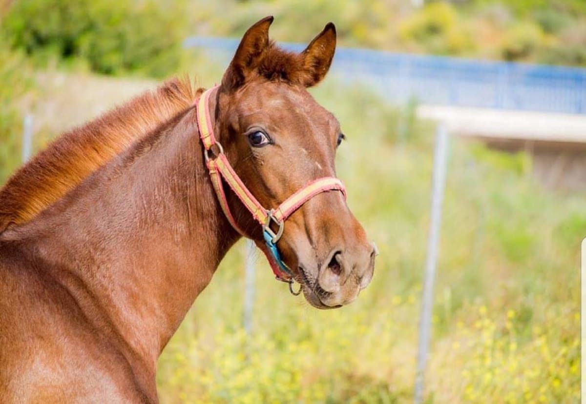 Yeguada Joaquín Márquez - Hipica a Estepona