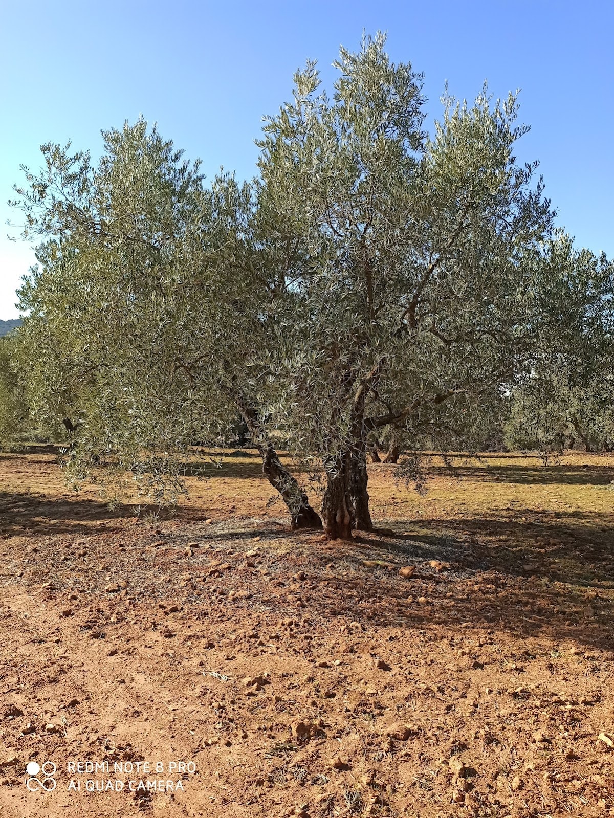 La Cuadra Ronda - Hipica em Ronda