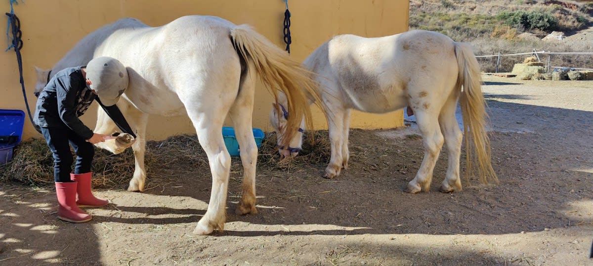 Mijas Valley Horse Club - Hipica in Málaga