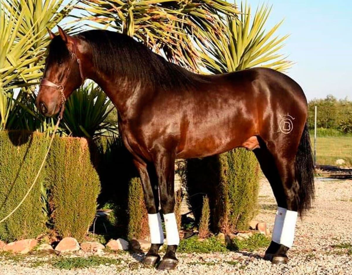 Compra Venta de Caballos - Hipica in La Carlota