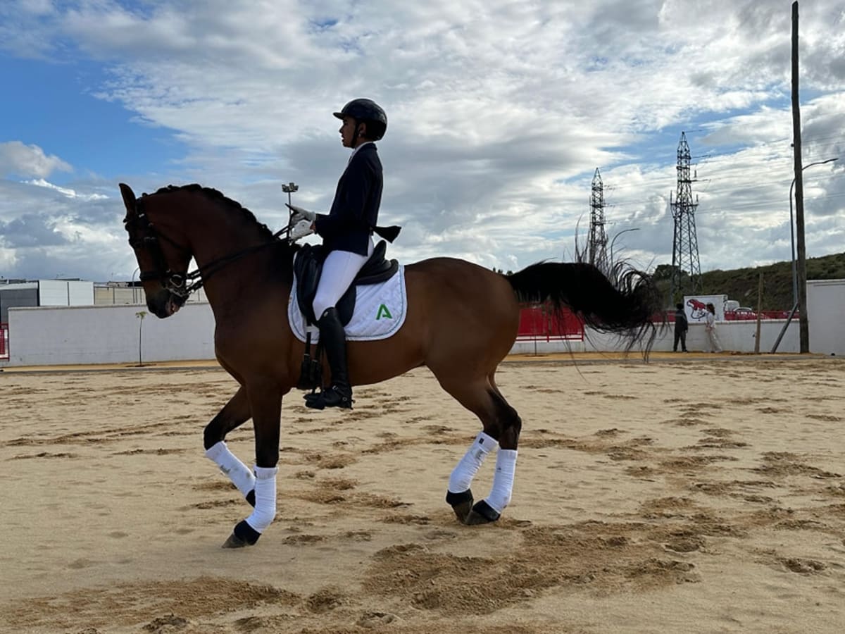 Recinto Ecuestre de El Viso del Alcor - Hipica in El Viso del Alcor