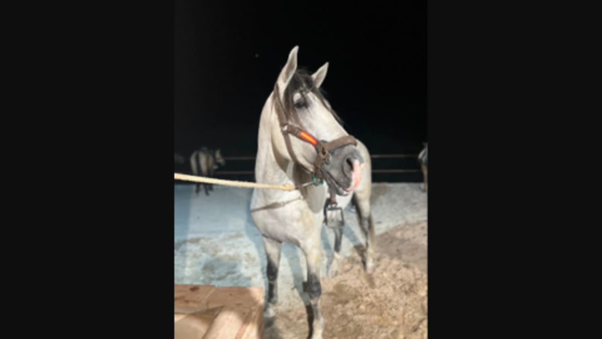 Hípica El Molinillo - Hipica in Alcaucín