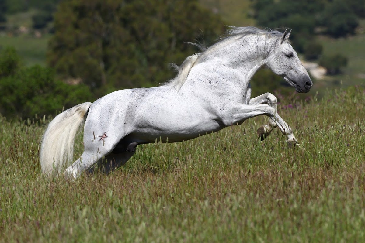 Yeguada Dehesa la Granja - Hipica en Los Barrios