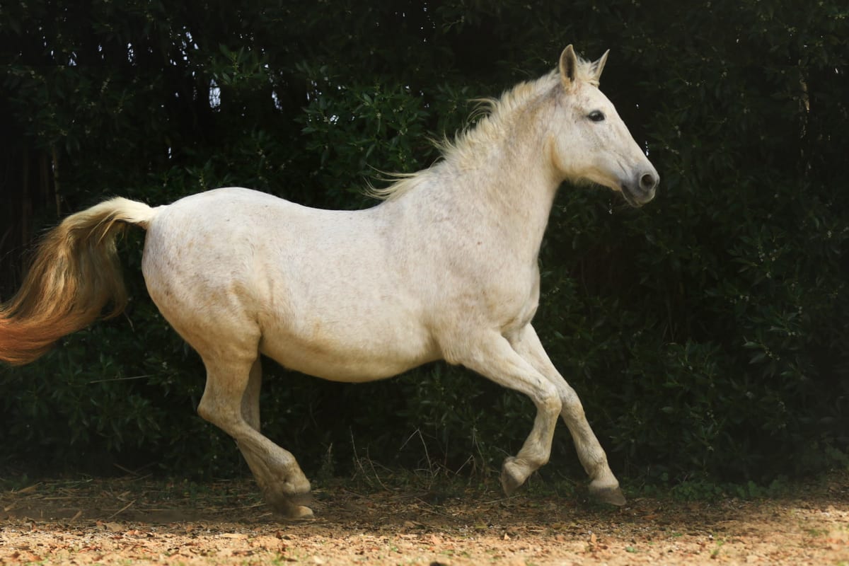 Reiterferien Andalusien Cortijo Que Cosita - Hipica em Conil de la Frontera