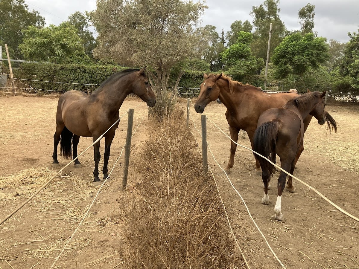 Finca El Algarrobo - Hipica en Mijas