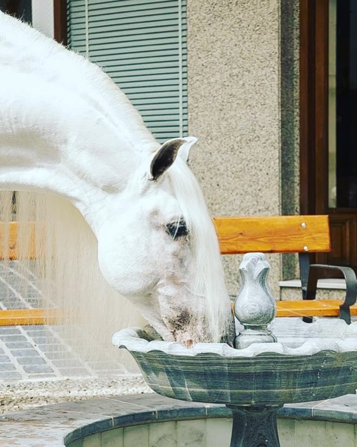 Yeguada Lucas Lopez - Hipica in Málaga