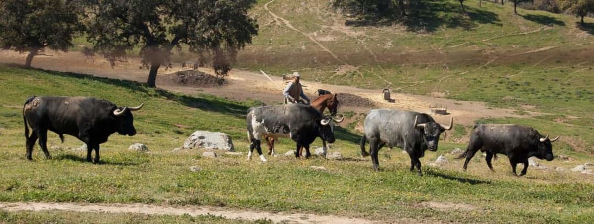 Entre Toros Y Caballos - Hipica em Aldea Quintana