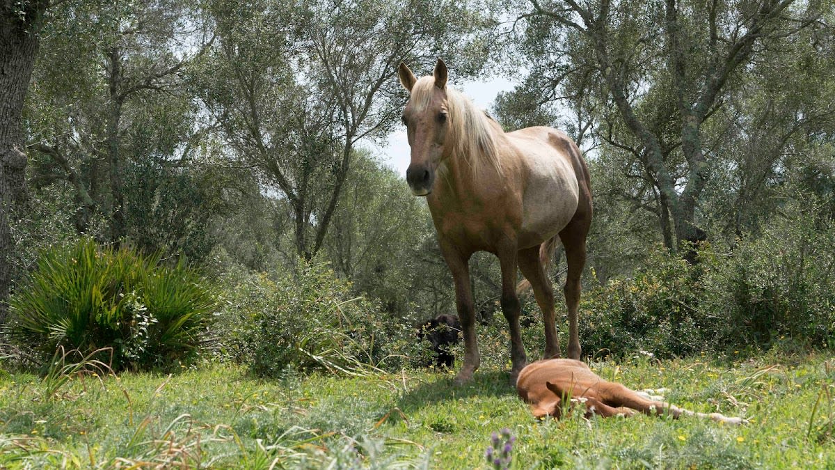 Equbosque - Hipica in Vejer de la Frontera