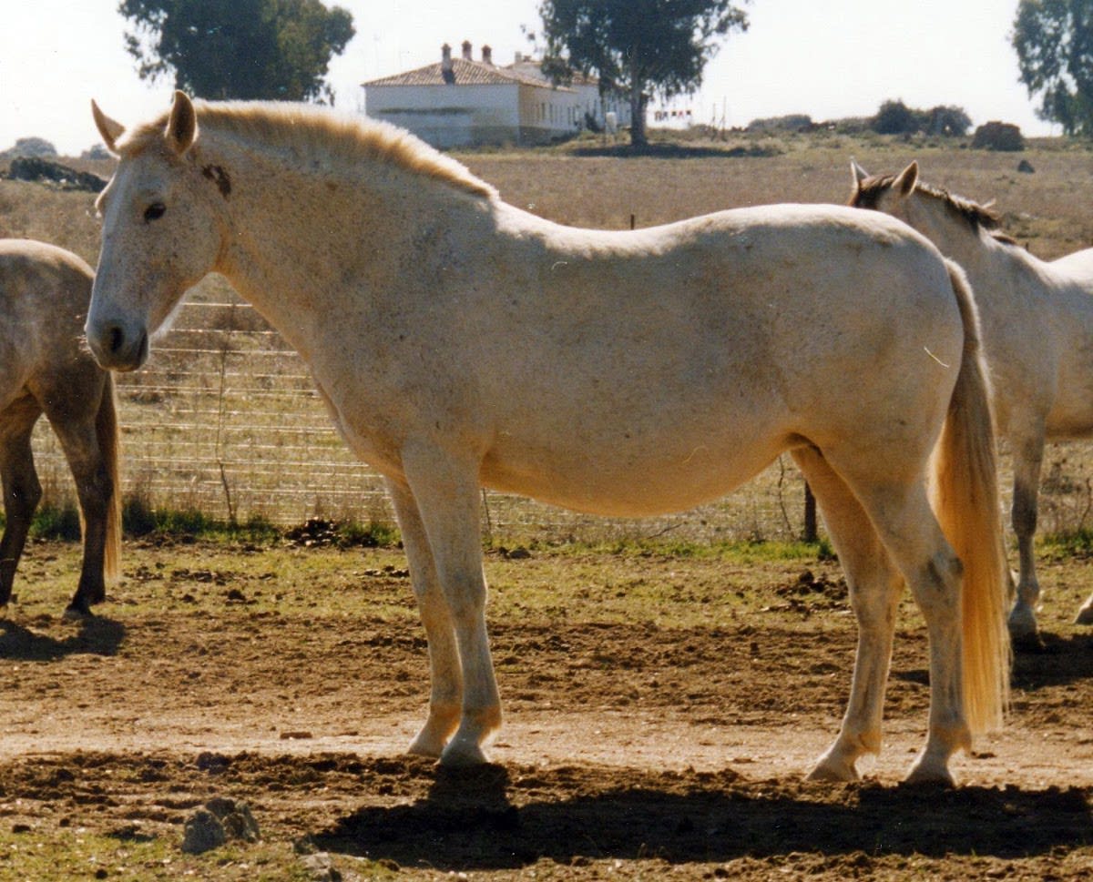 Yeguada Drago - Hipica in Alcalá de Guadaíra