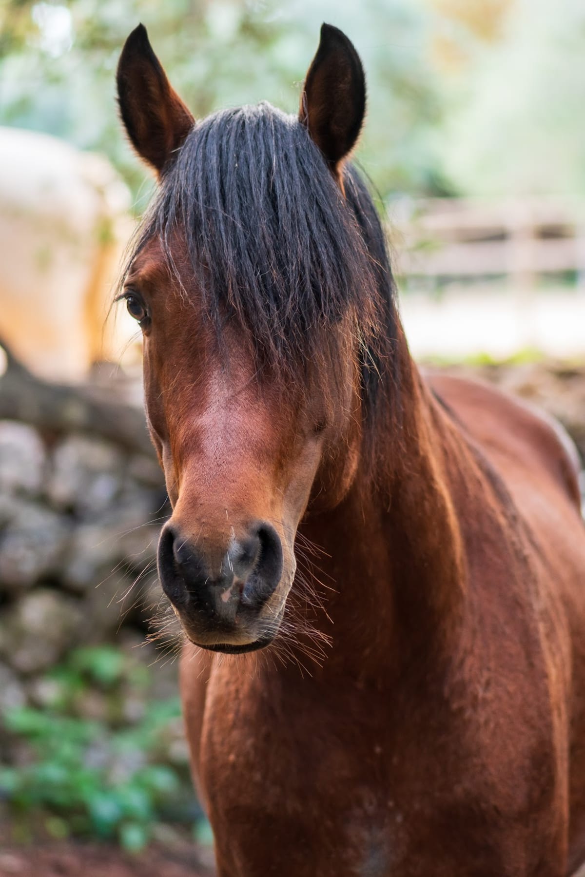 Centre eqüestre Son Cavalls - Hipica in Illes Balears