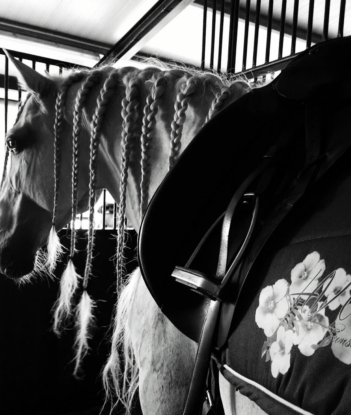 Club Equitació Manacor - Hipica in Manacor