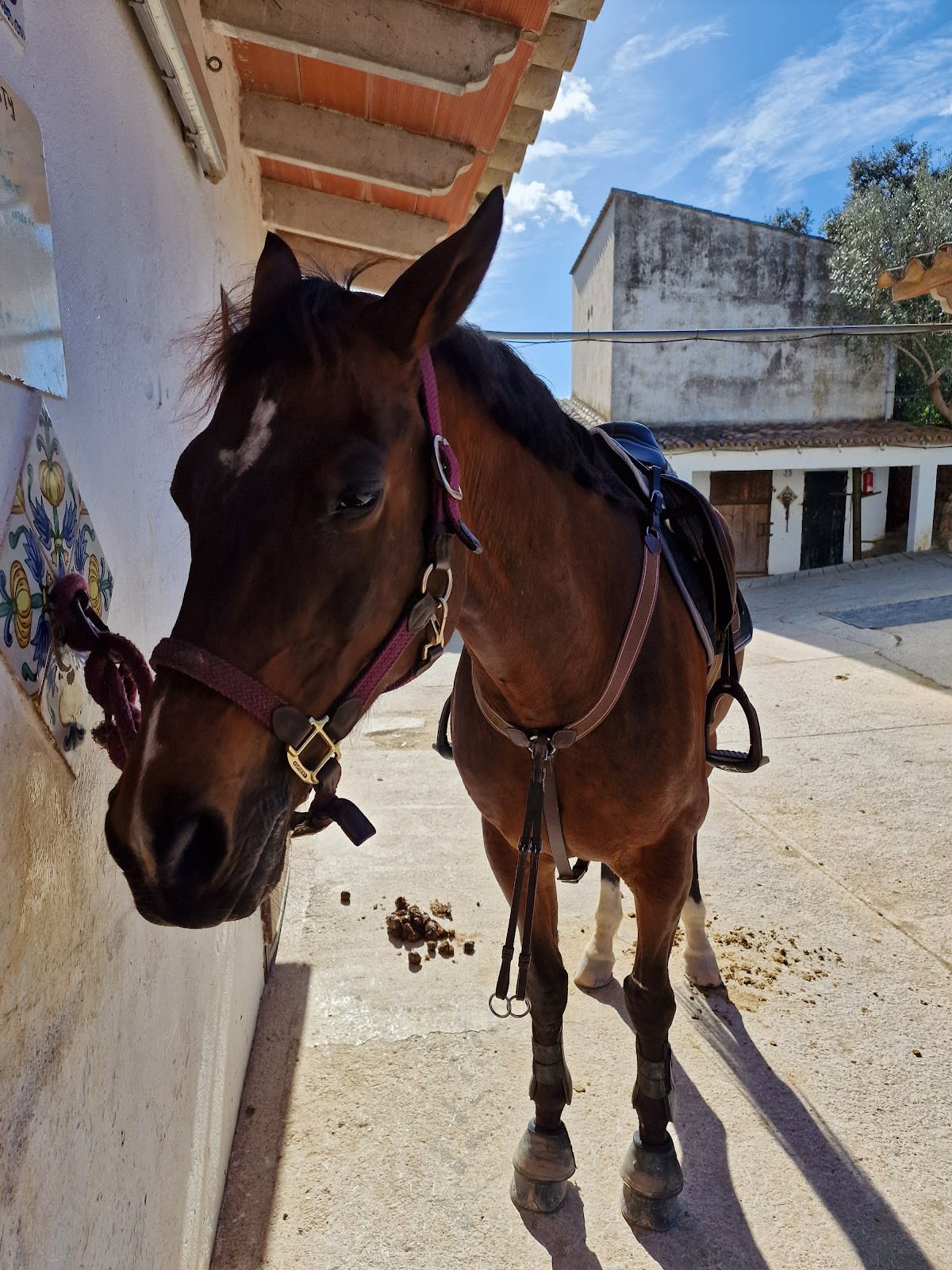 Son Molina - Hipica in Bunyola