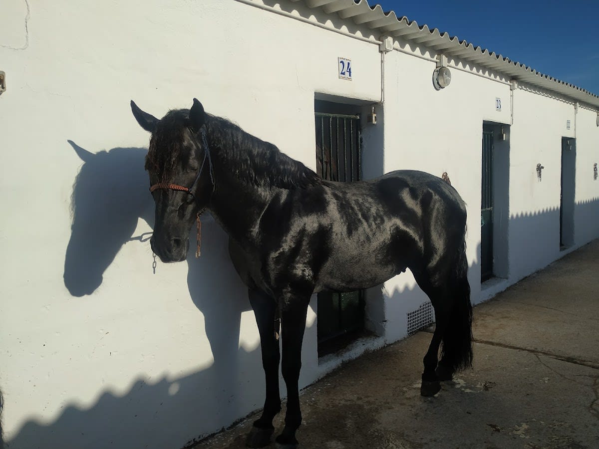 Escuela Ecuestre Menorquina - Hipica en Ciutadella