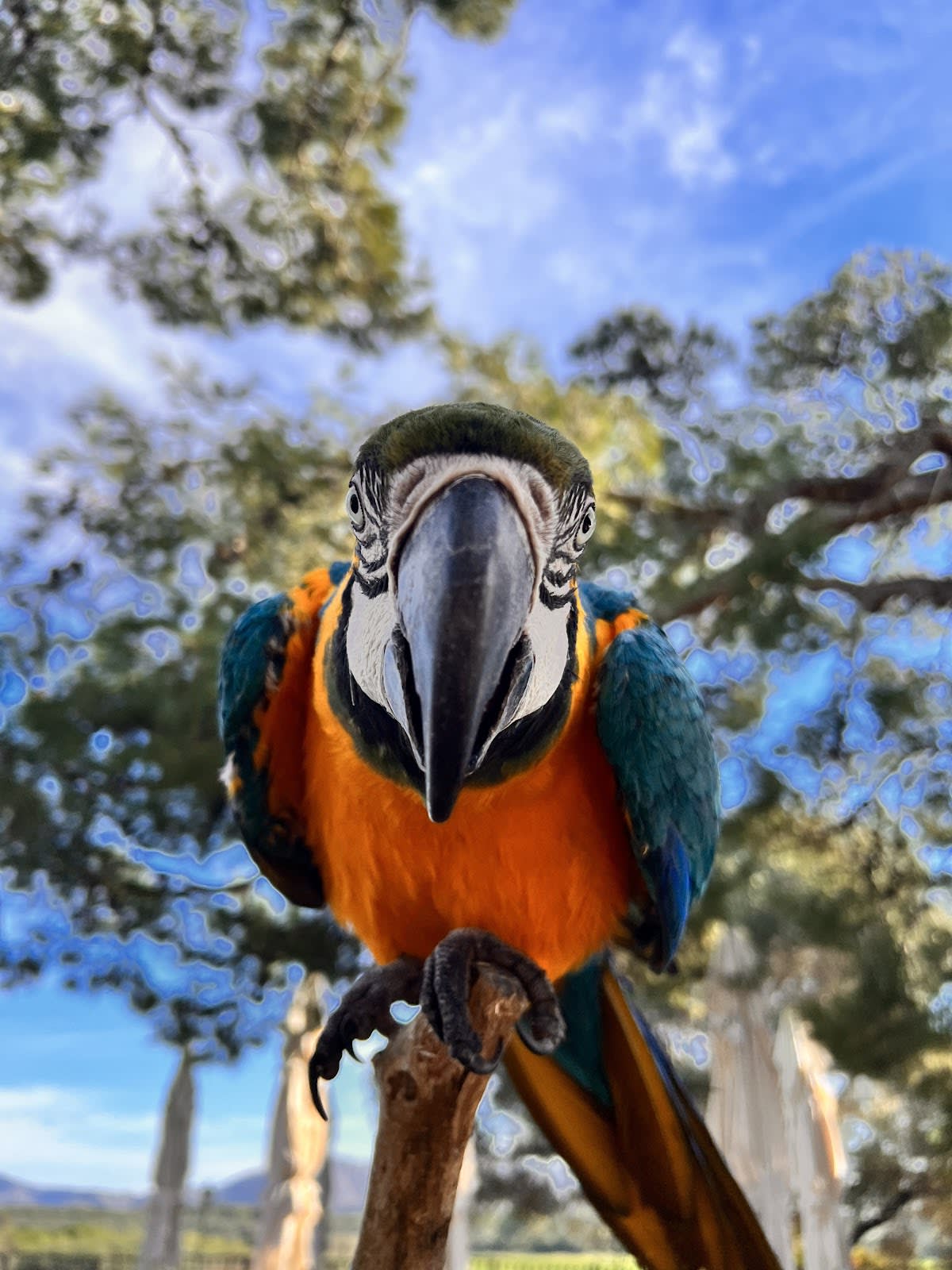 Rancho Grande Mallorca - Hipica in Son Serra de Marina