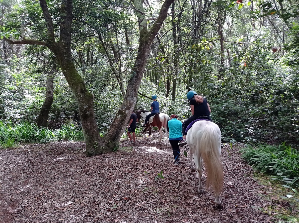 Centro Hípico del Castillo - Hipica in Tacoronte