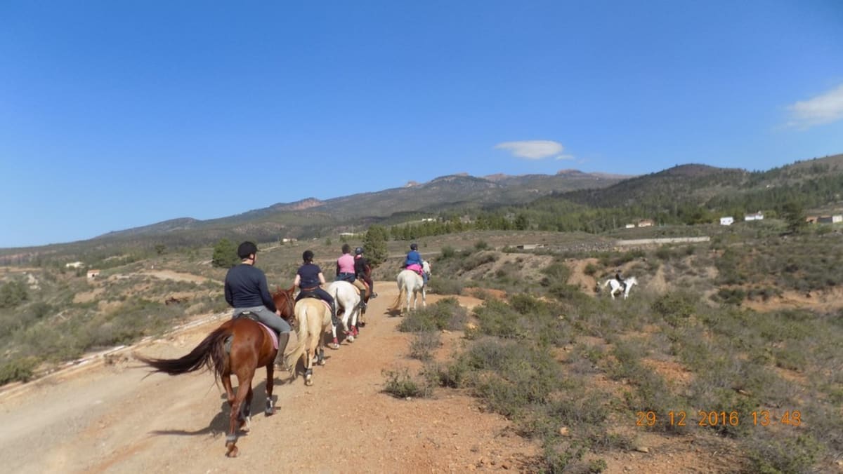 Horse Riding Tenerife - Paseos a Caballo Tenerife - Hipica in Arona