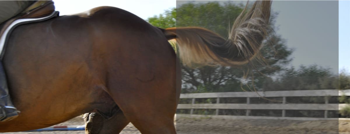 Zona Horses - Hipica in Las Palmas de Gran Canaria