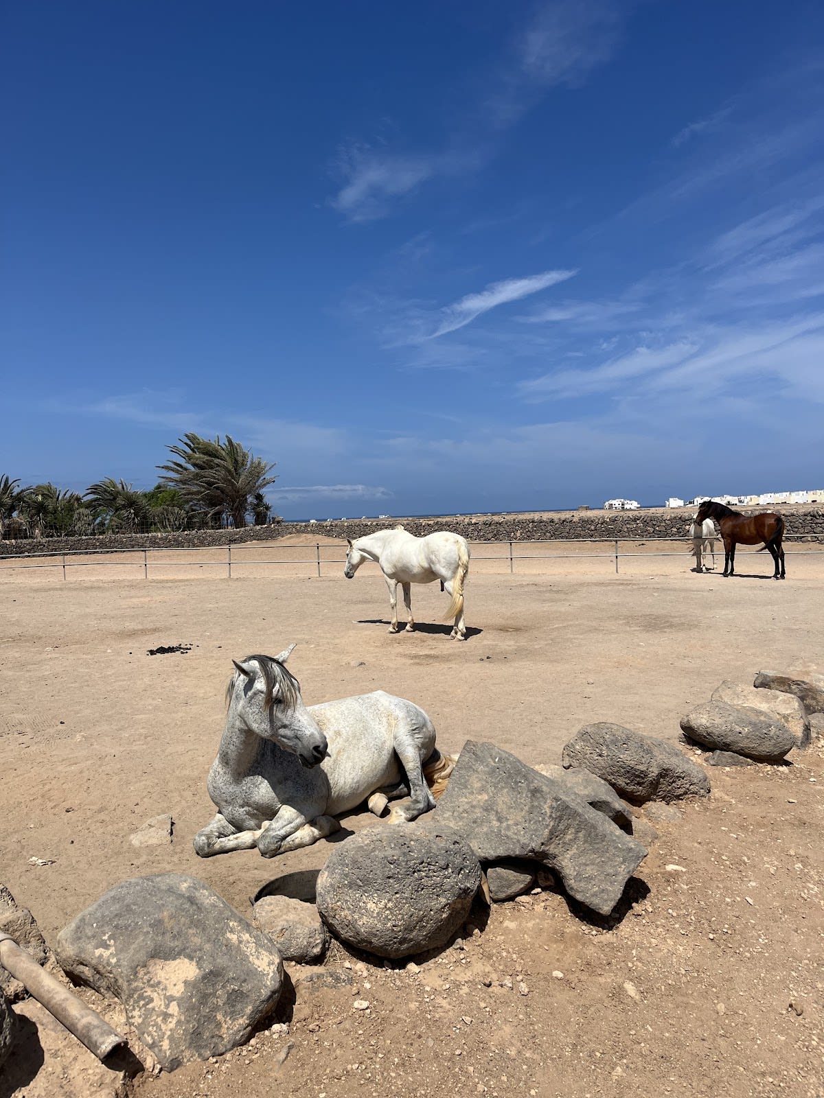 Tara Horse-back riding, Fuerteventura - Hipica en El Roque