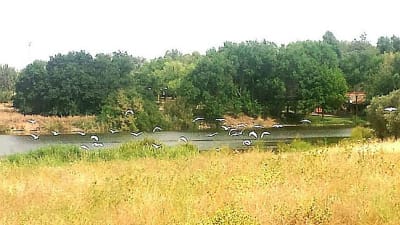 Club Deportivo El Pielago - fútbol in Ciudad Real