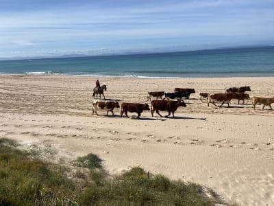 Playa de Bolonia - voleibol in طكيو