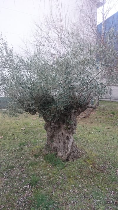 Polideportivo Matamorosa - gimnasia in Matamorosa