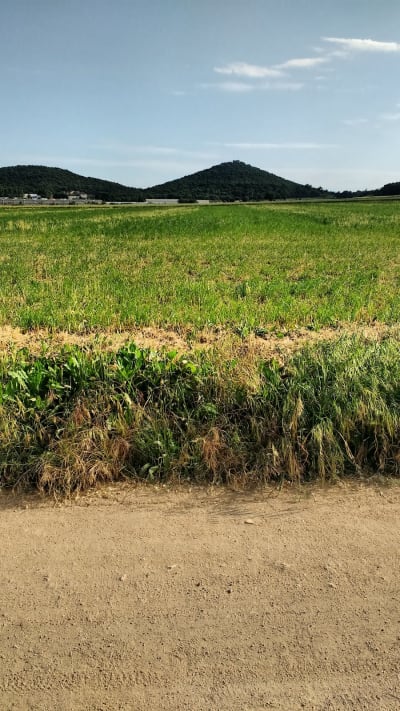 S.H.U.M. (Secció Hoquei Unió Maçanetenca) - hockey in Maçanet de la Selva