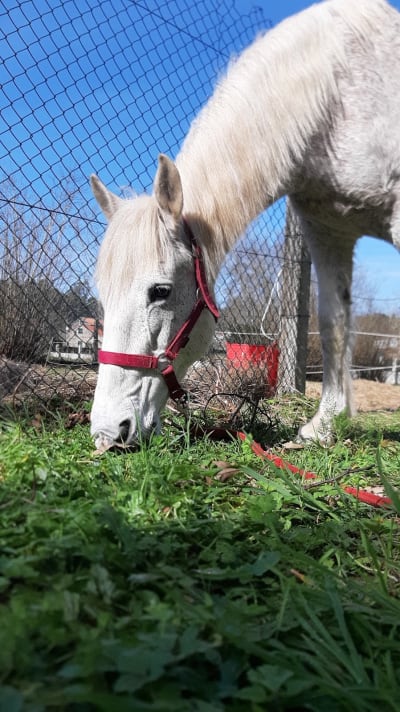 Centro Ecuestre Rebeca Román - hipica in Teo