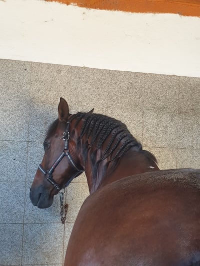 Cearan - hipica in Nigrán