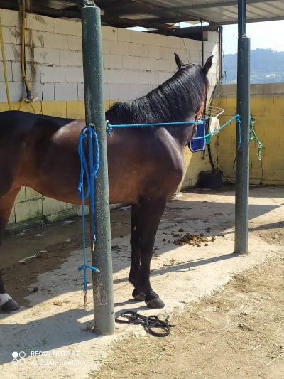 Hípica Ares - hipica in Laxe