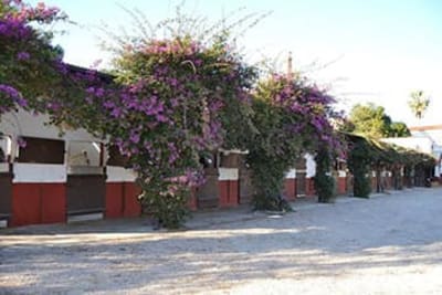Club Ecuestre Catarroja - Montar a Caballo en Valencia - Pupilaje de Caballos en Valencia - hipica in Catarroja