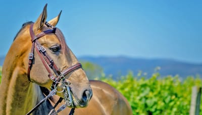 Centro Equestre Vale Do Lima - hipica 