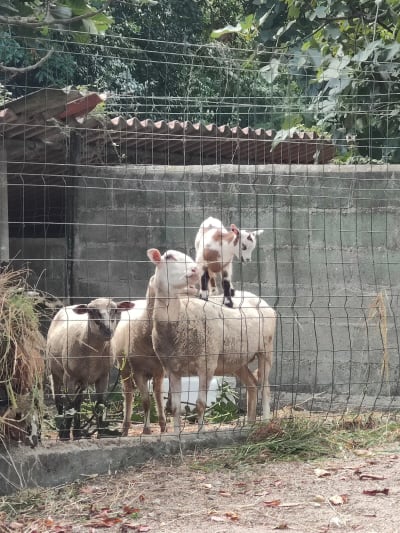 Centro de Turismo Ecuestre O Ventoso - hipica in A Laracha