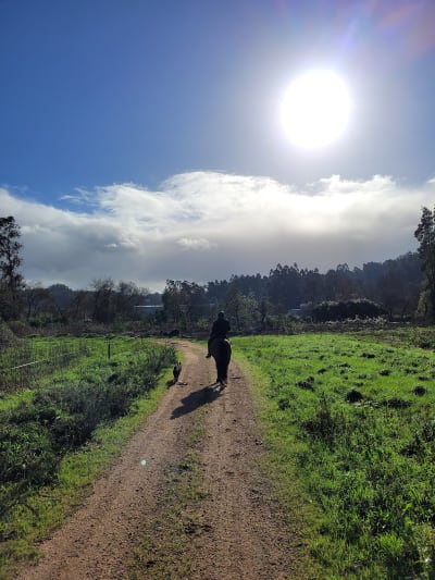 DL Dressage Team - hipica in A Fontenla