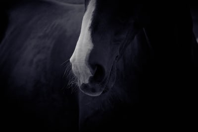 La Finca Centro Ecuestre - hipica in A Coruña