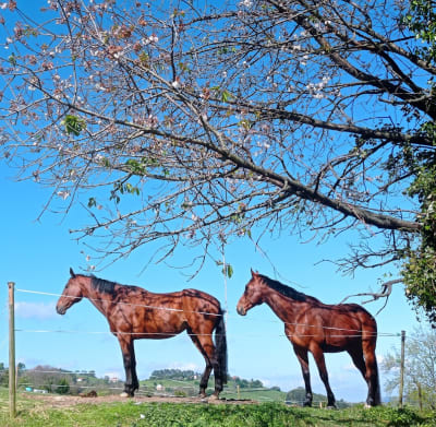 Centro Ecuestre Picu'l Sol - hipica in Gijón