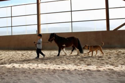 Club hípico Royal - hipica in Oza dos Ríos