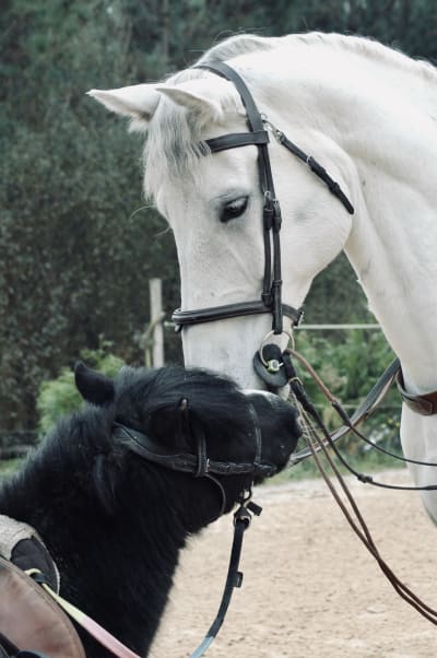 Os Anxeles Kids - hipica in Brión