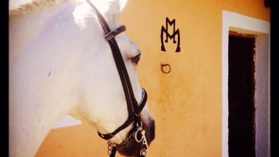 Finca Los Potros - hipica in Vilecha