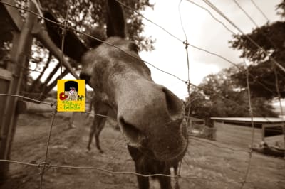 Granja Escuela Belelle - hipica in Os Pazos