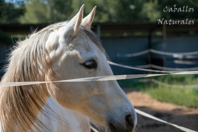 Centro de Equitación Caballos Naturales - hipica in Cabanes