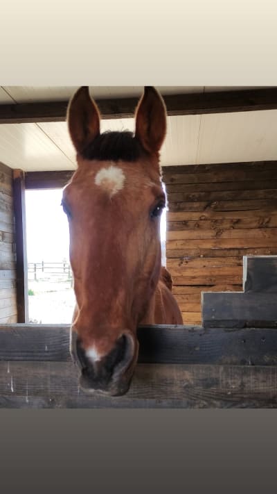 Cabalop - hipica in Folgueroles