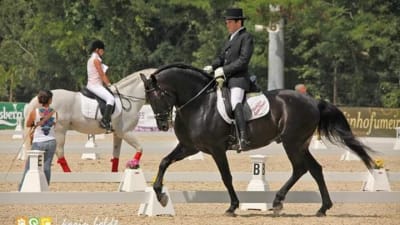 Coudelaria Quinta Oliveira - hipica in Balazar
