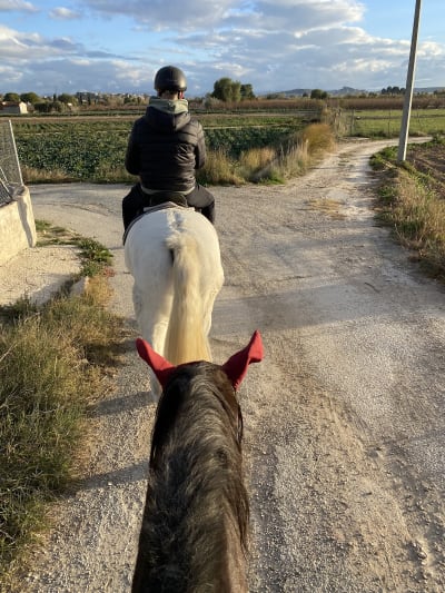 Club Hípico María Luisa - hipica in Lorqui, Murcia